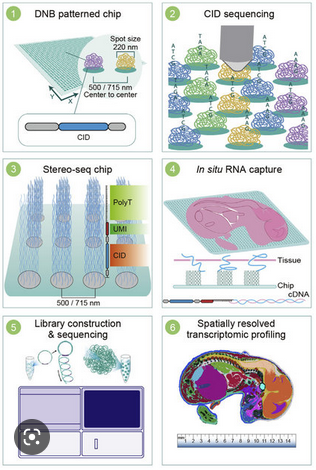Stereo-seq technology